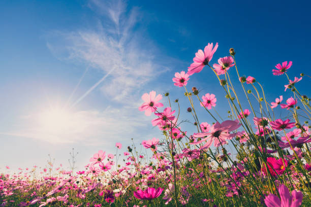 istockphoto-1394440950-612x612.jpg